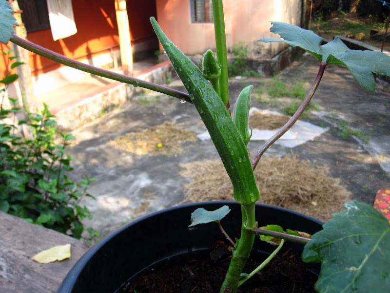 PADVAL AGRICULTURE AND FARM ENTERPRISES Growing Okra Bhendi without